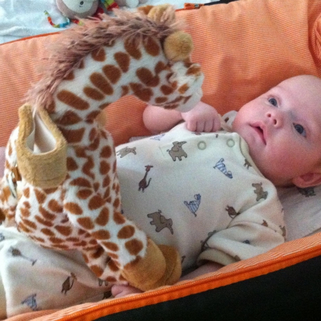 Gentle Giraffe